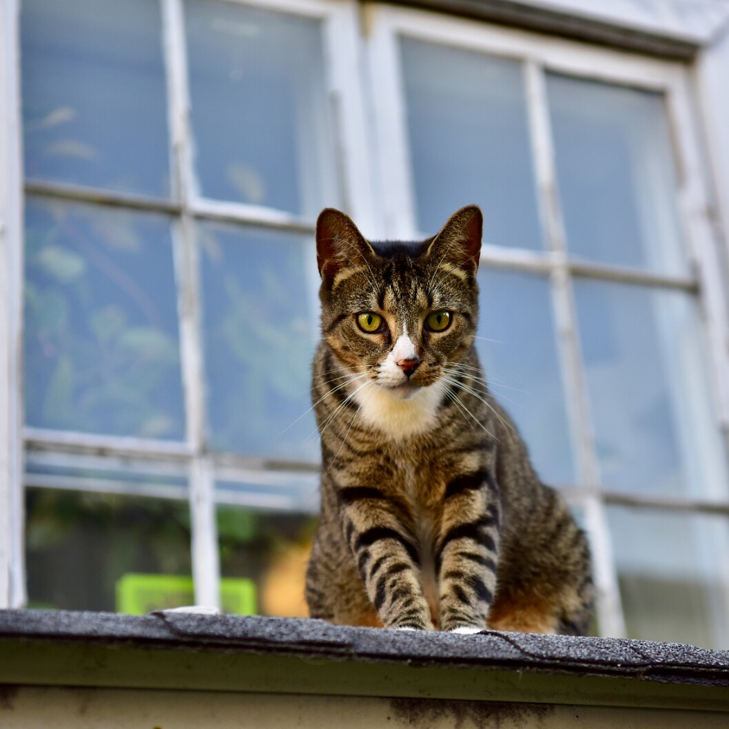 Cat by the Windows 2