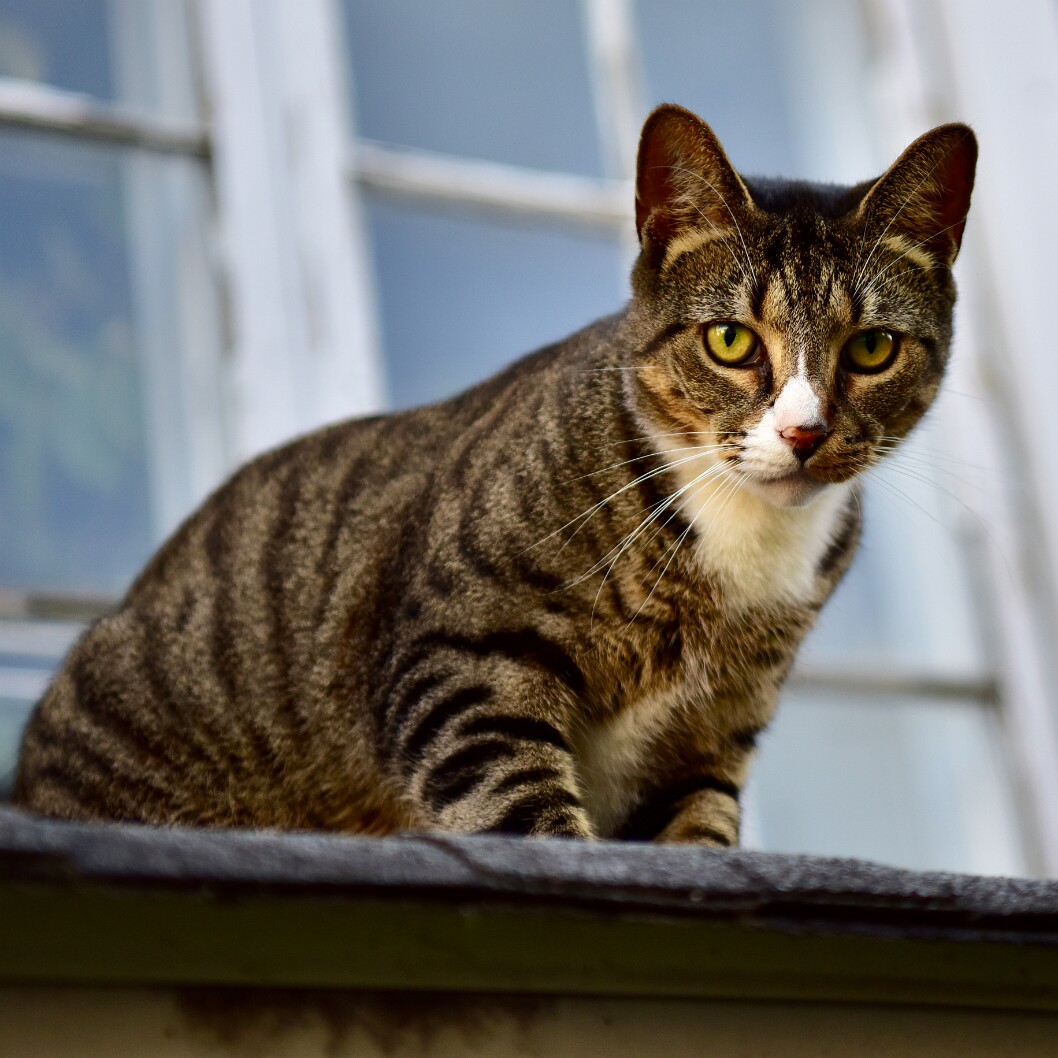 Cat by the Windows 3