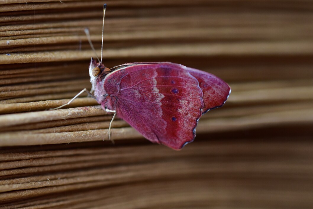 Common Buckeye Resting in the Cooling Temperatures