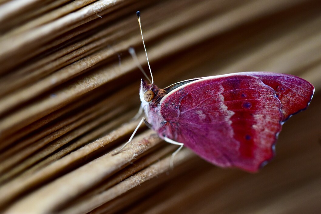 Eye Like a Muffin Top