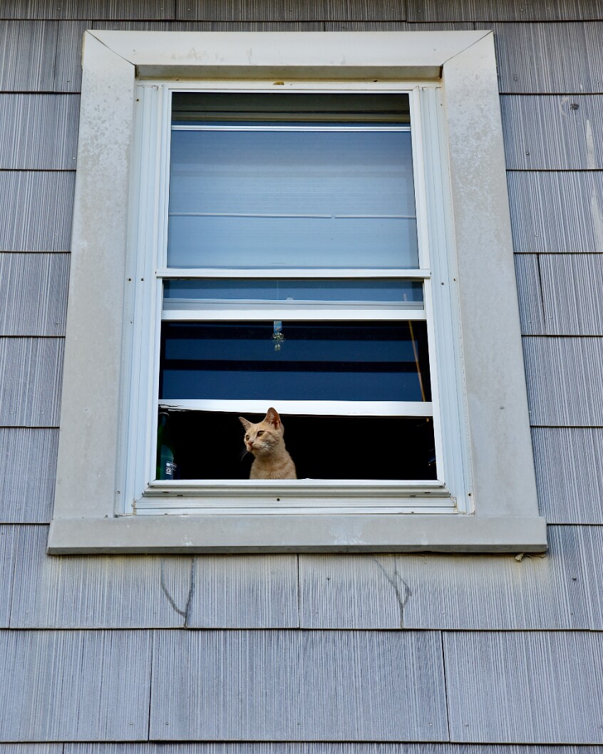 Peeking From the Window
