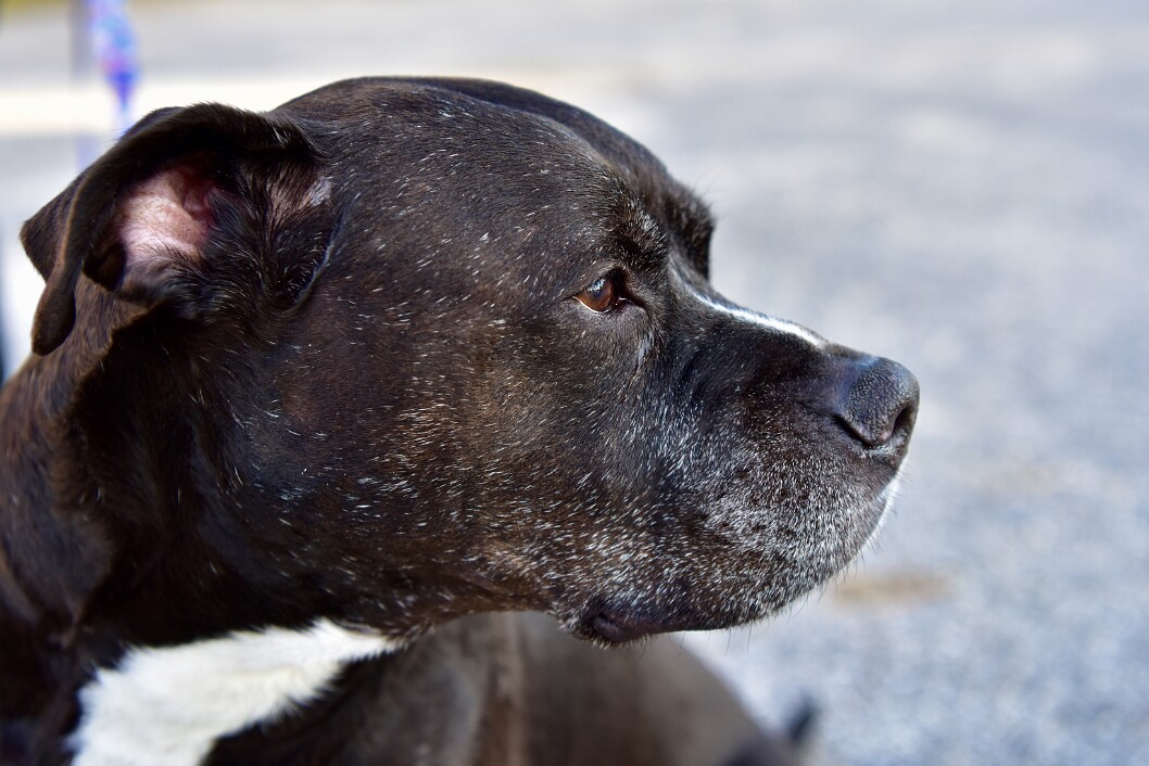 Burrito-Daymar Concentrating