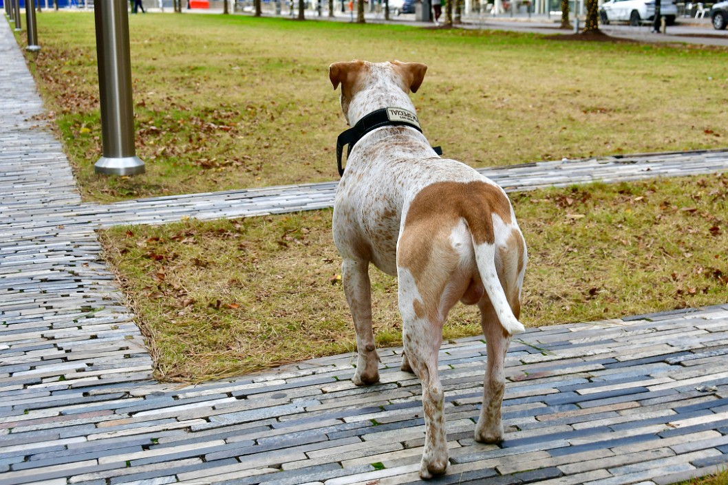 Looking Down the Grass