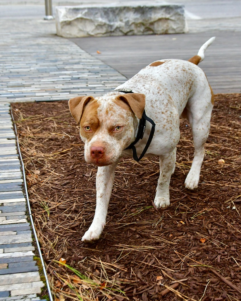 On the Mulch