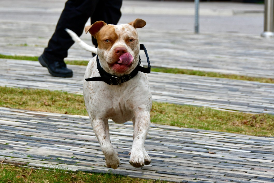 Tongue Out Playing