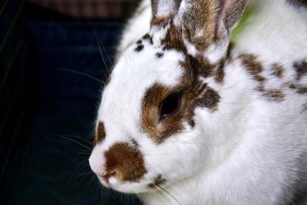 Contemplative Bunny