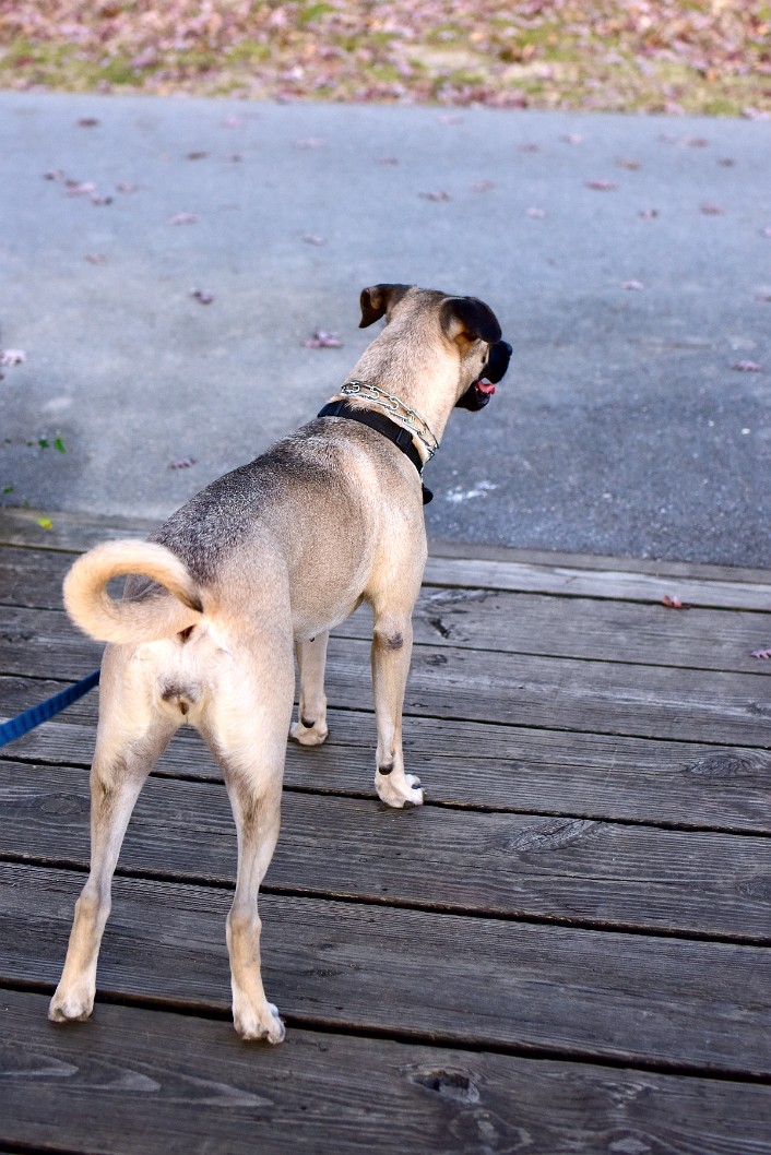 Staring at an Oncoming Doggo Friend