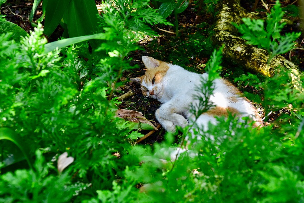 Mango Resting in the Tropical Area 1