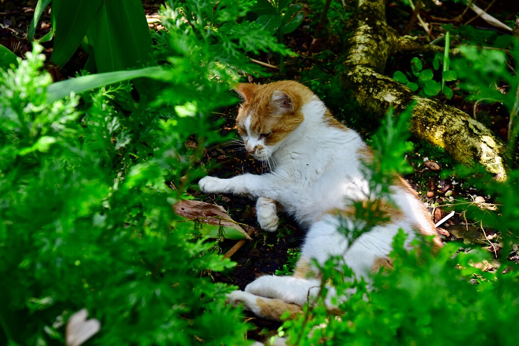 Mango Resting in the Tropical Area 2