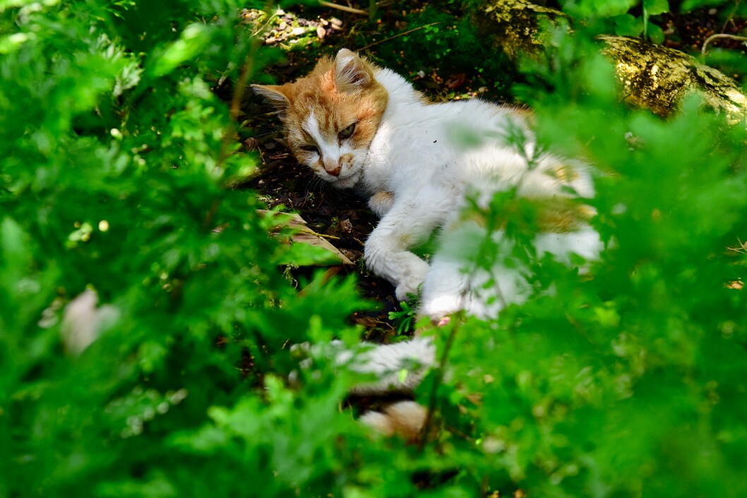 Mango Resting in the Tropical Area 3