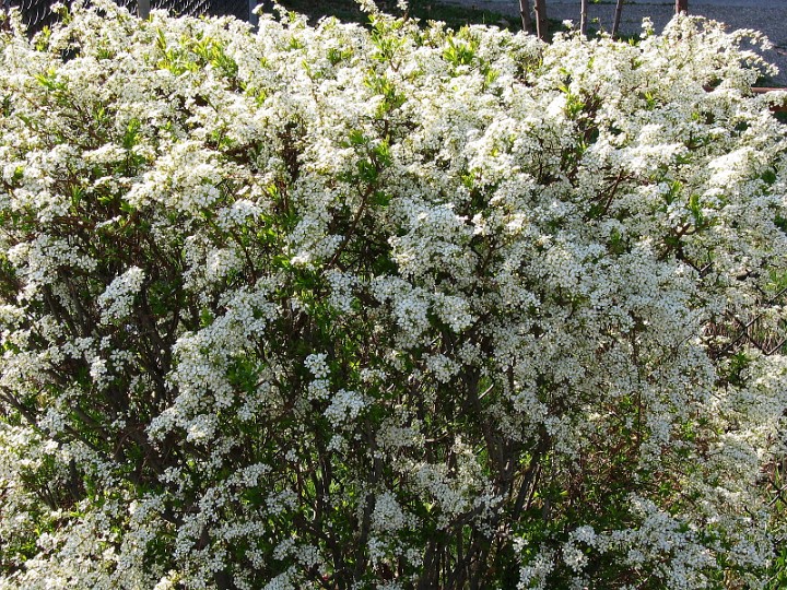 Blooming White Burst Blooming White Burst