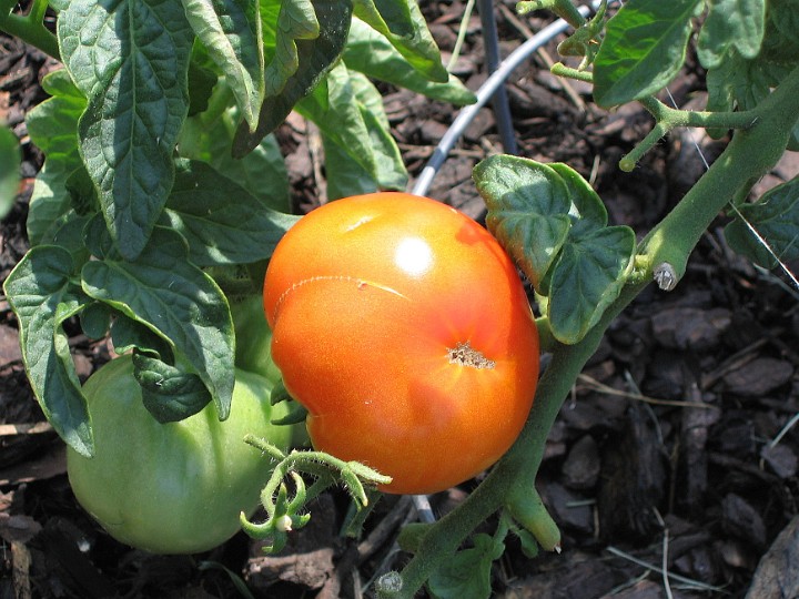 Bulging Tomato Bulging Tomato