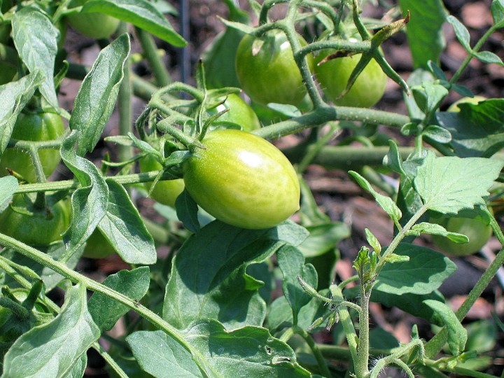 Unfried Green Tomatos in Kim's Yard Unfried Green Tomatos in Kim's Yard