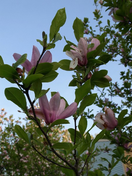 Pink Flowers on Climbing Branches