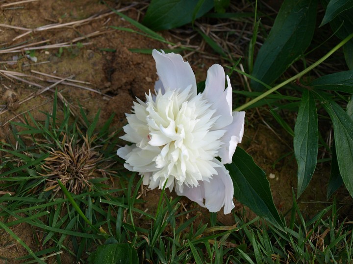 Pure White Flower Lying on the Ground Pure White Flower Lying on the Ground