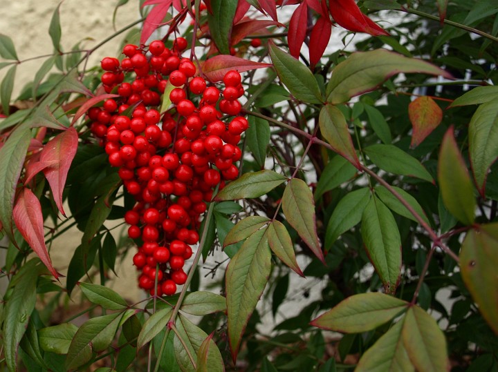 Cluster of Berries in the City Cluster of Berries in the City