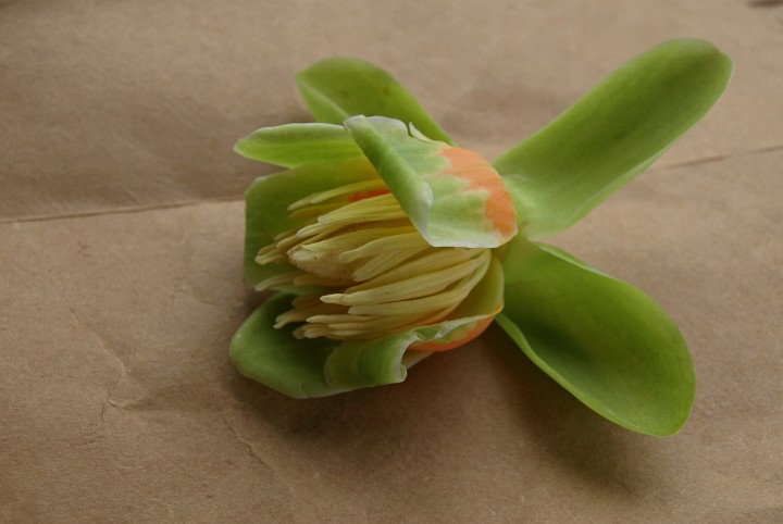 Tulip From the Tulip Poplar Tree Tulip From the Tulip Poplar Tree