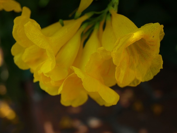 Yellow Bell Flowers of the Esperanza Yellow Bell Flowers of the Esperanza