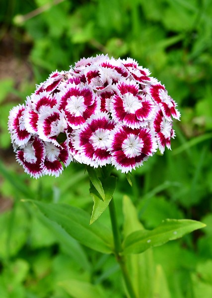 Dianthus With Deep Pink Rings Dianthus With Deep Pink Rings