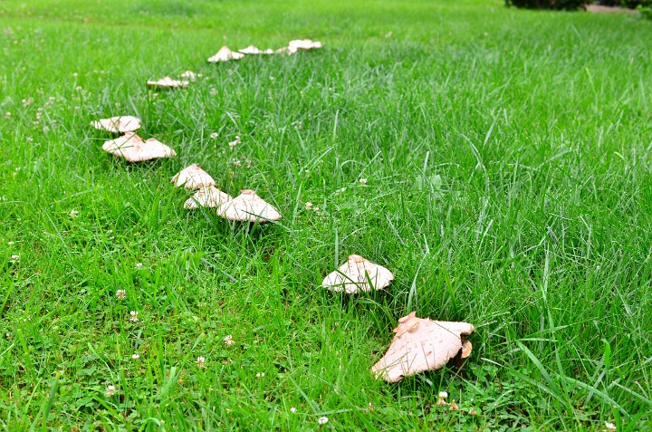 Fairy Ring Up Fairy Ring Up
