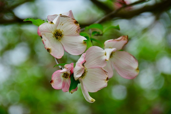 Dogwood Flowers Starting to Fade