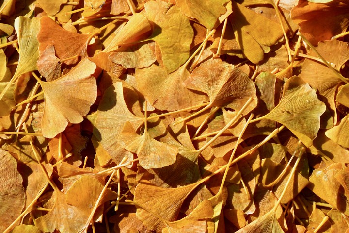 Yellowed Ginko Leaves