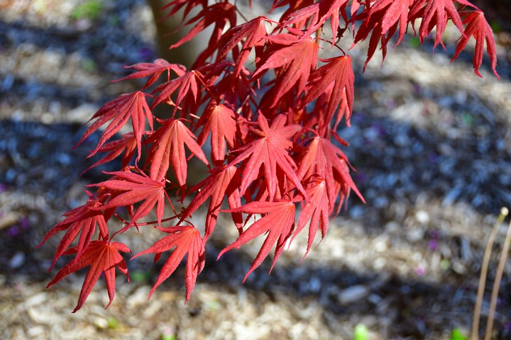 Bright Red Japanese Maple Leaves in Catonsville