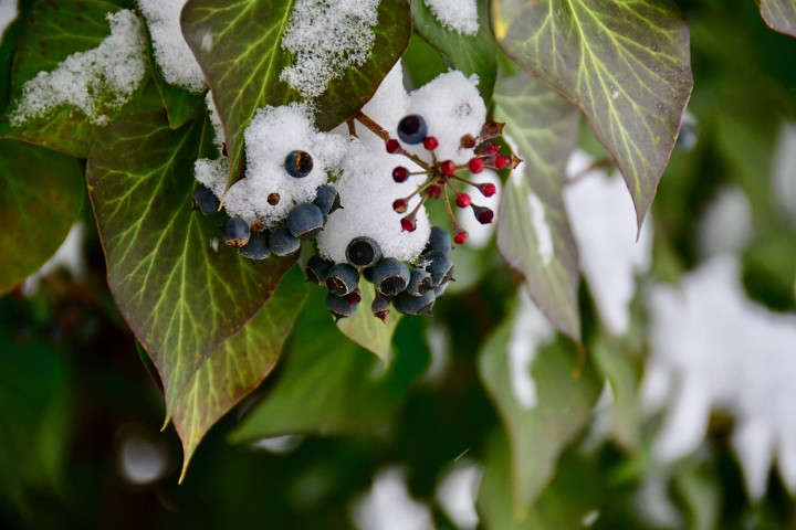 Snow Topped Berry Clusters