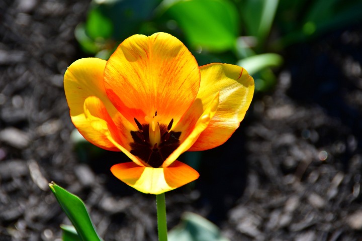 Very Bright Tulip