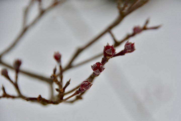 Wintery Buds in Red