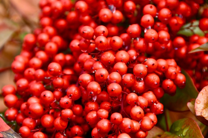 Berries Drip