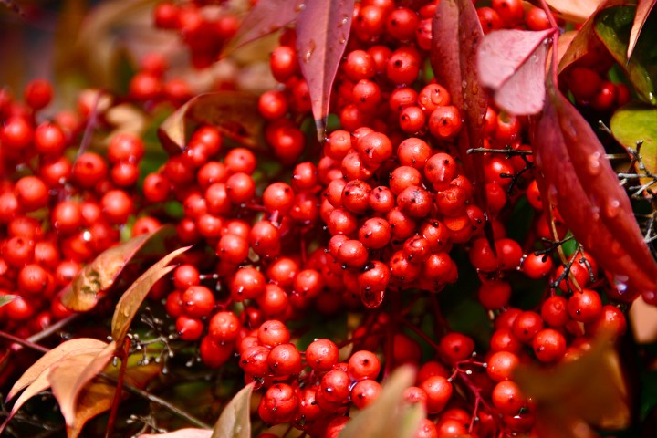 Brown Leafs and Red Berries