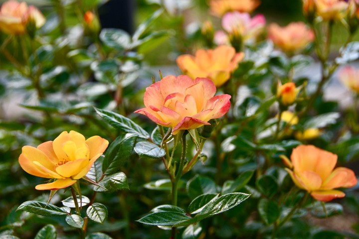 Shrub Roses Blooming in Yellows and Pinks