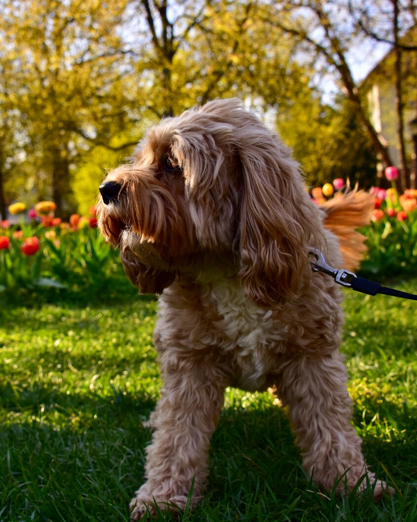Gorgeous Doggo Amongst the Tulips