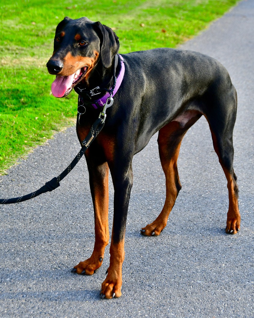 Purple Collar