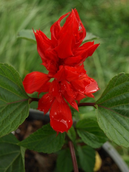 Crimson Salvia Flower Crimson Salvia Flower