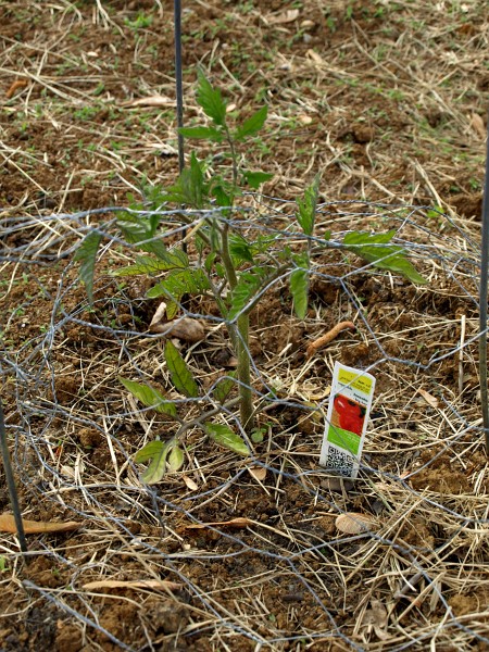 Tomato Plant Rising Through the Wire Tomato Plant Rising Through the Wire