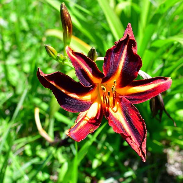 One of the First Daylilies to Bloom in the Season