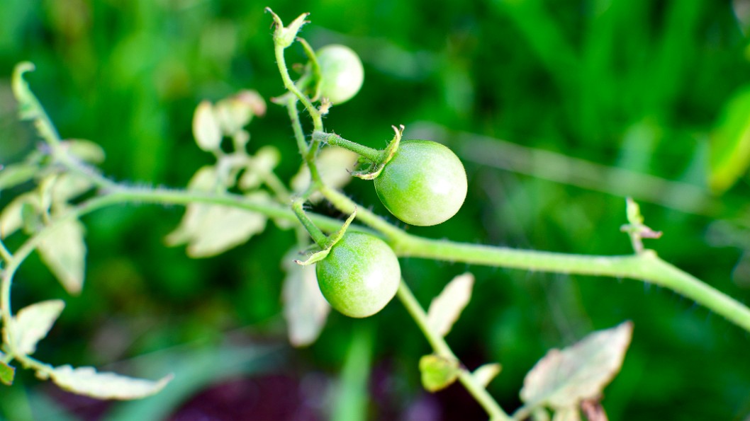 Cherry Tomatoes Forming