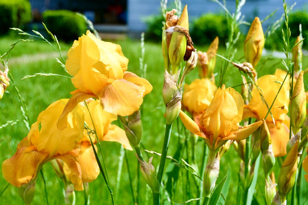 Collection of Irises