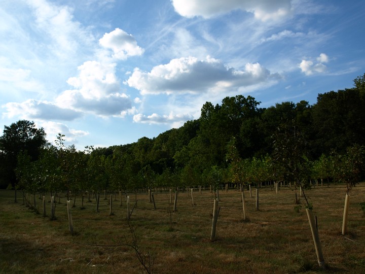 New Trees Growing in Patapsco Valley State Park New Trees Growing in Patapsco Valley State Park