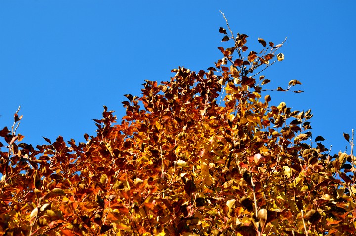 Golden Leaves Golden Leaves