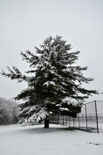 Evergreen in Snow Evergreen in Snow