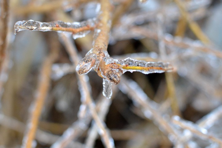 Ice Branched Ice Branched