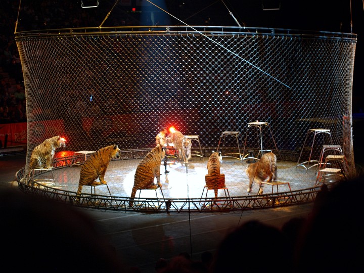 Cage Full of Tigers Cage Full of Tigers.JPG
