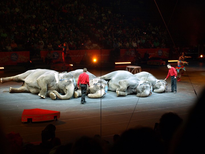 Elephants At Repose Elephants At Repose.JPG
