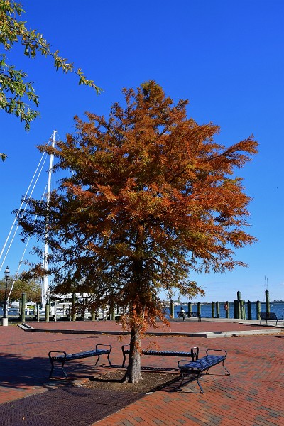 Fall Colors at the Dock