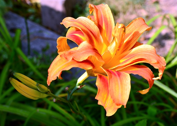 Double Daylily Streaked With Creamy Pink Double Daylily Streaked With Creamy Pink