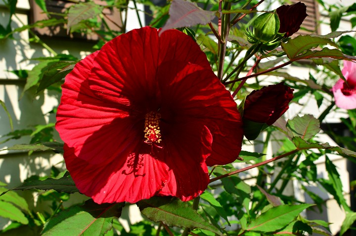 Lord Baltimore Hardy Hibiscus in Deep Red Lord Baltimore Hardy Hibiscus in Deep Red