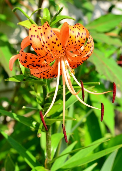Tiger Lily Showing Its Spots Tiger Lily Showing Its Spots